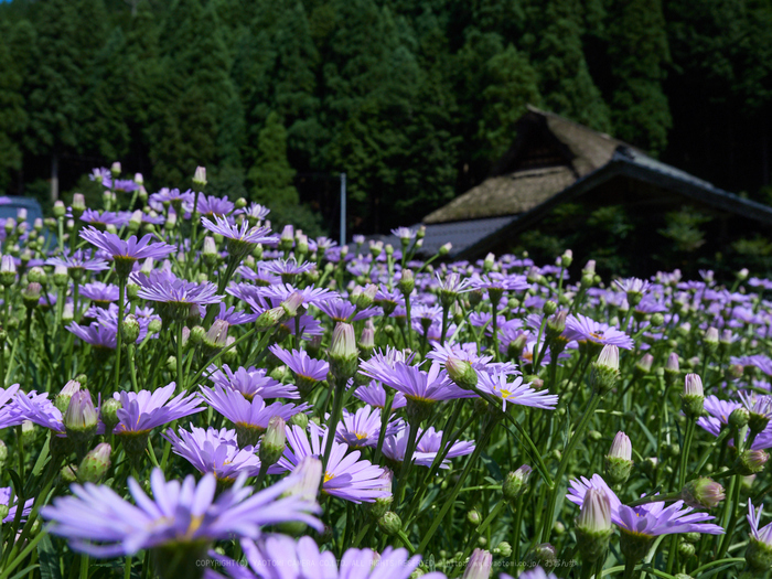 お写ん歩: OLYMPUS M.ZUIKO DIGITAL ED 75mm F1.8アーカイブ